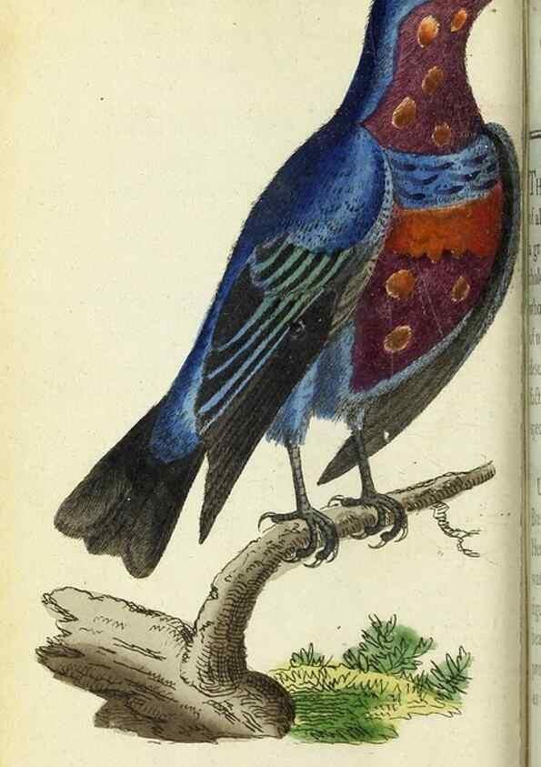 Reproducción/Reproduction 49095159736: The Naturalist's Pocket Magazine or compleat cabinet of the curiosities and beauties of nature.. London.. 