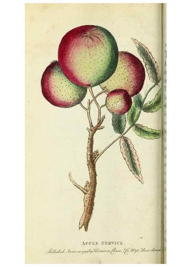 Reproducción/Reproduction 49095349032: The Naturalist's Pocket Magazine or compleat cabinet of the curiosities and beauties of nature.. London.. 