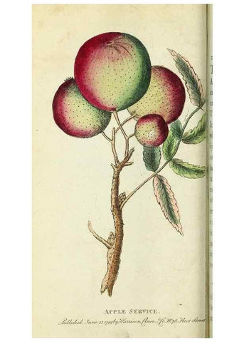 Reproducción/Reproduction 49095349032: The Naturalist's Pocket Magazine or compleat cabinet of the curiosities and beauties of nature.. London.. 