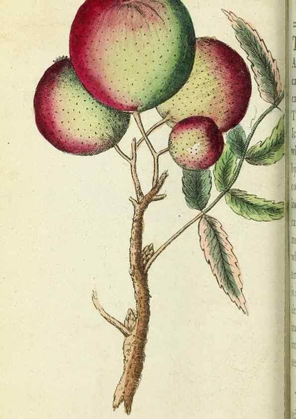 Reproducción/Reproduction 49095349032: The Naturalist's Pocket Magazine or compleat cabinet of the curiosities and beauties of nature.. London.. 