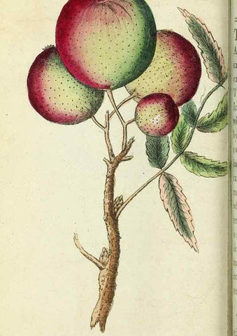 Reproducción/Reproduction 49095349032: The Naturalist's Pocket Magazine or compleat cabinet of the curiosities and beauties of nature.. London.. 