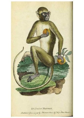 Reproducción/Reproduction 49094641738: The Naturalist's Pocket Magazine or compleat cabinet of the curiosities and beauties of nature.. London.. 