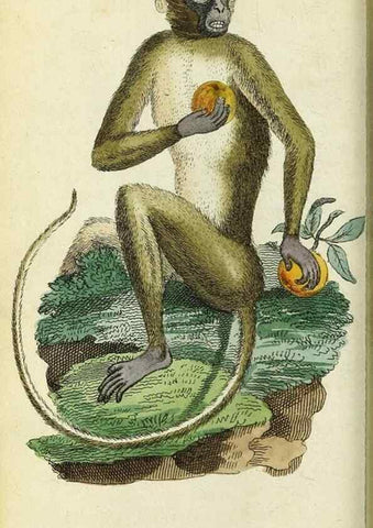 Reproducción/Reproduction 49094641738: The Naturalist's Pocket Magazine or compleat cabinet of the curiosities and beauties of nature.. London.. 