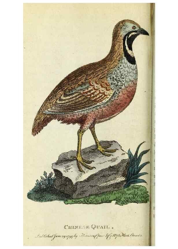 Reproducción/Reproduction 49095160781: The Naturalist's Pocket Magazine or compleat cabinet of the curiosities and beauties of nature.. London.. 