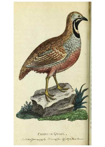 Reproducción/Reproduction 49095160781: The Naturalist's Pocket Magazine or compleat cabinet of the curiosities and beauties of nature.. London.. 