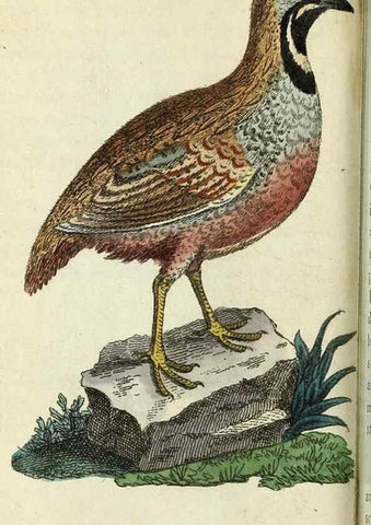Reproducción/Reproduction 49095160781: The Naturalist's Pocket Magazine or compleat cabinet of the curiosities and beauties of nature.. London.. 
