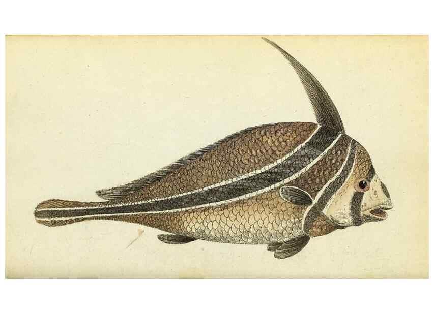 Reproducción/Reproduction 49095161116: The Naturalist's Pocket Magazine or compleat cabinet of the curiosities and beauties of nature.. London.. 