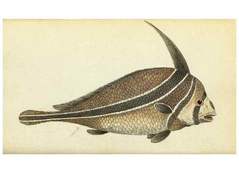 Reproducción/Reproduction 49095161116: The Naturalist's Pocket Magazine or compleat cabinet of the curiosities and beauties of nature.. London.. 