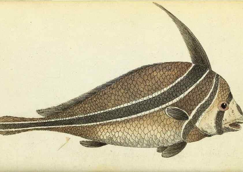 Reproducción/Reproduction 49095161116: The Naturalist's Pocket Magazine or compleat cabinet of the curiosities and beauties of nature.. London.. 
