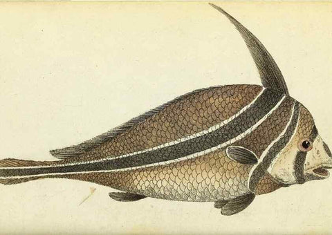 Reproducción/Reproduction 49095161116: The Naturalist's Pocket Magazine or compleat cabinet of the curiosities and beauties of nature.. London.. 