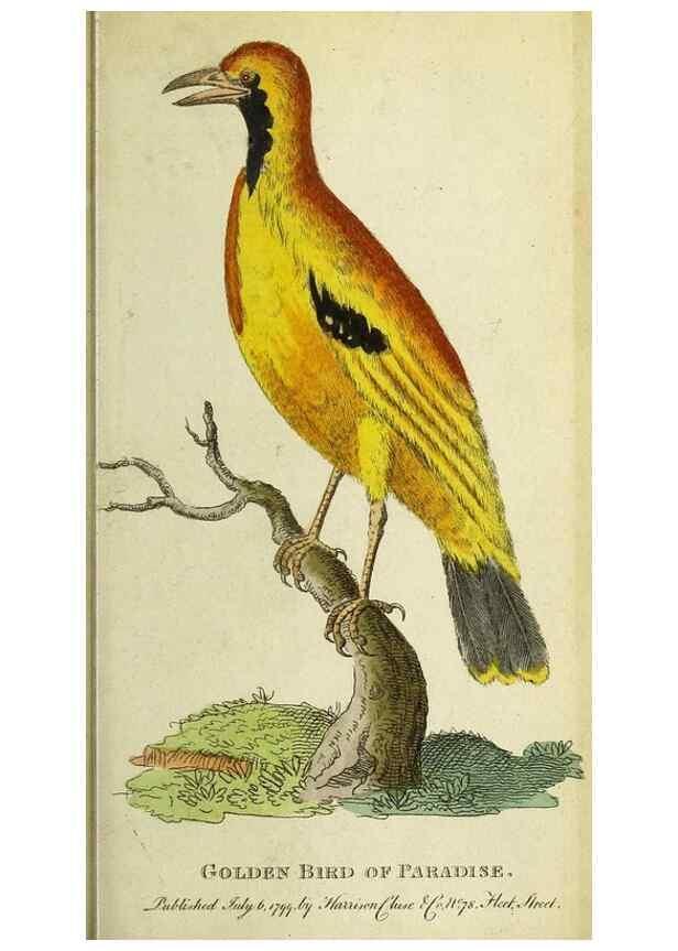 Reproducción/Reproduction 49095161501: The Naturalist's Pocket Magazine or compleat cabinet of the curiosities and beauties of nature.. London.. 