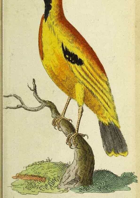 Reproducción/Reproduction 49095161501: The Naturalist's Pocket Magazine or compleat cabinet of the curiosities and beauties of nature.. London.. 