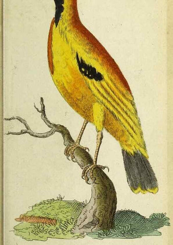 Reproducción/Reproduction 49095161501: The Naturalist's Pocket Magazine or compleat cabinet of the curiosities and beauties of nature.. London.. 