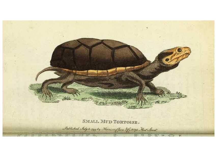 Reproducción/Reproduction 49095161851: The Naturalist's Pocket Magazine or compleat cabinet of the curiosities and beauties of nature.. London.. 