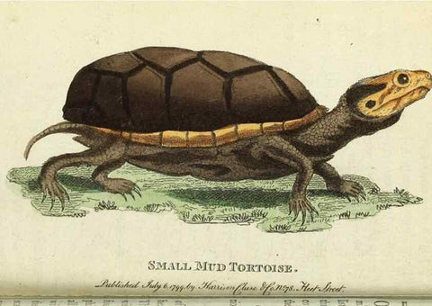 Reproducción/Reproduction 49095161851: The Naturalist's Pocket Magazine or compleat cabinet of the curiosities and beauties of nature.. London.. 
