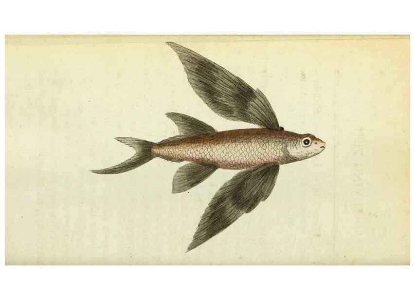 Reproducción/Reproduction 49095351037: The Naturalist's Pocket Magazine or compleat cabinet of the curiosities and beauties of nature.. London.. 