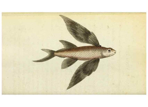 Reproducción/Reproduction 49095351037: The Naturalist's Pocket Magazine or compleat cabinet of the curiosities and beauties of nature.. London.. 