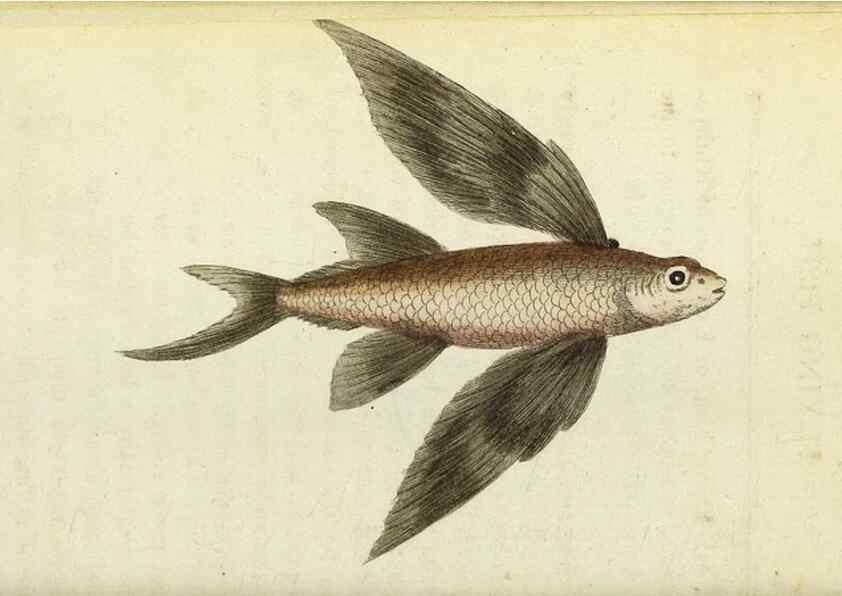 Reproducción/Reproduction 49095351037: The Naturalist's Pocket Magazine or compleat cabinet of the curiosities and beauties of nature.. London.. 