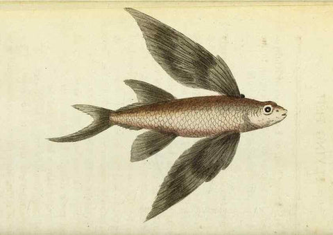 Reproducción/Reproduction 49095351037: The Naturalist's Pocket Magazine or compleat cabinet of the curiosities and beauties of nature.. London.. 