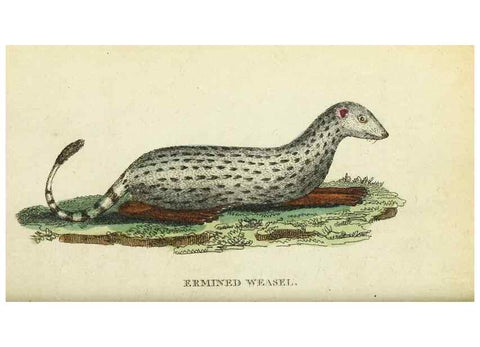 Reproducción/Reproduction 49094643783: The Naturalist's Pocket Magazine or compleat cabinet of the curiosities and beauties of nature.. London.. 