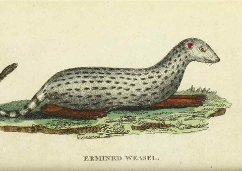 Reproducción/Reproduction 49094643783: The Naturalist's Pocket Magazine or compleat cabinet of the curiosities and beauties of nature.. London.. 