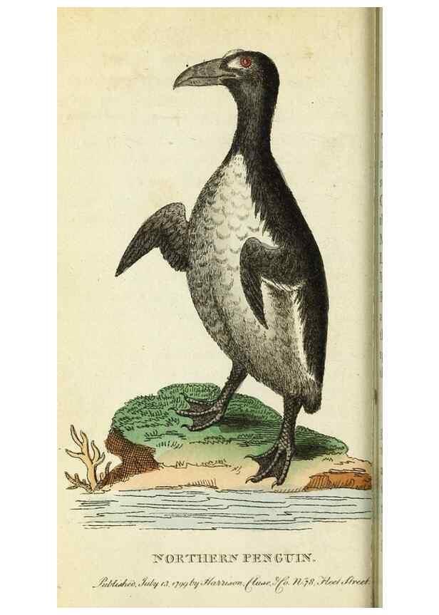 Reproducción/Reproduction 49094644078: The Naturalist's Pocket Magazine or compleat cabinet of the curiosities and beauties of nature.. London.. 