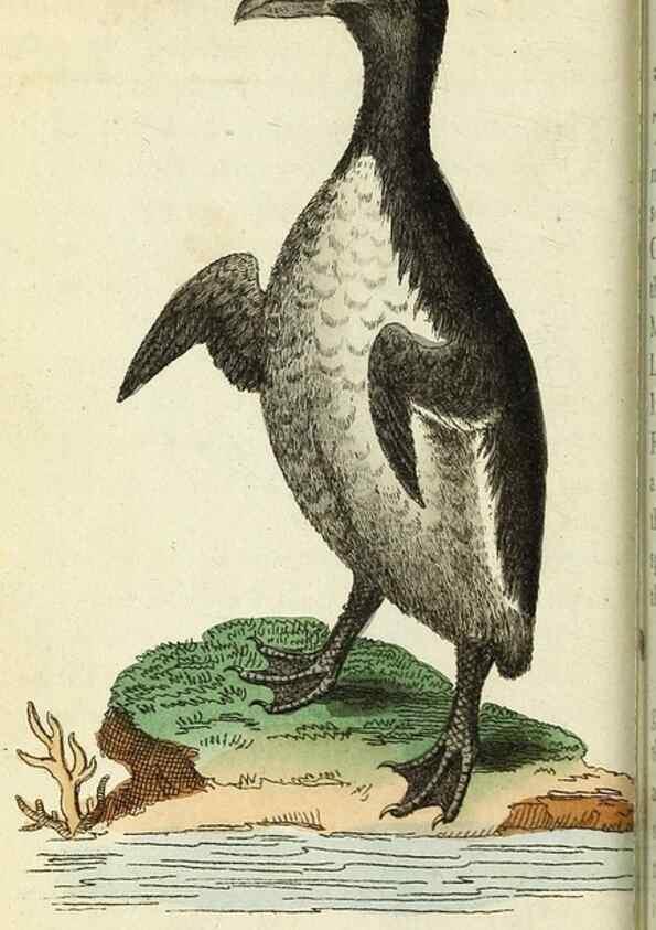 Reproducción/Reproduction 49094644078: The Naturalist's Pocket Magazine or compleat cabinet of the curiosities and beauties of nature.. London.. 