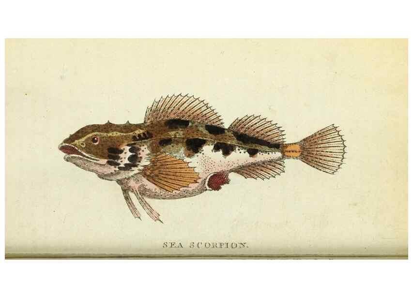 Reproducción/Reproduction 49095163081: The Naturalist's Pocket Magazine or compleat cabinet of the curiosities and beauties of nature.. London.. 