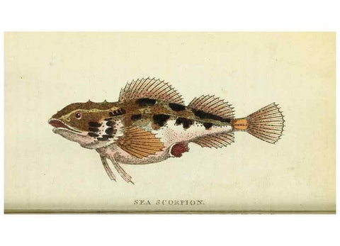 Reproducción/Reproduction 49095163081: The Naturalist's Pocket Magazine or compleat cabinet of the curiosities and beauties of nature.. London.. 