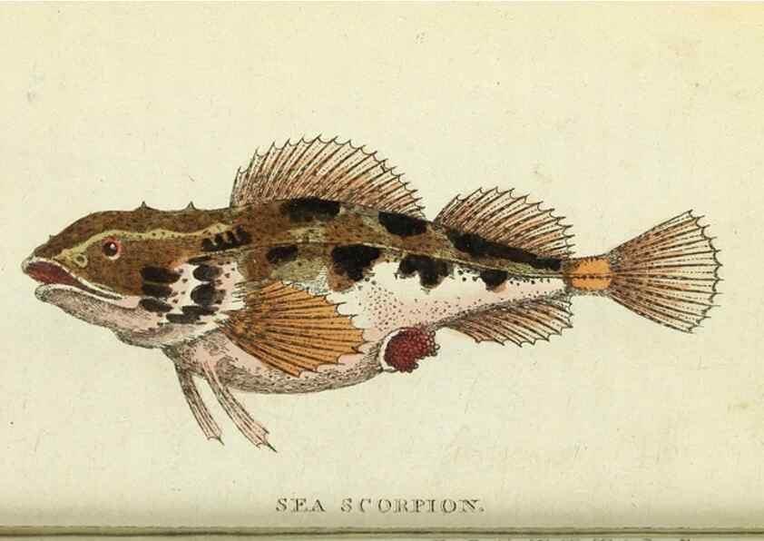 Reproducción/Reproduction 49095163081: The Naturalist's Pocket Magazine or compleat cabinet of the curiosities and beauties of nature.. London.. 