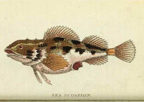 Reproducción/Reproduction 49095163081: The Naturalist's Pocket Magazine or compleat cabinet of the curiosities and beauties of nature.. London.. 