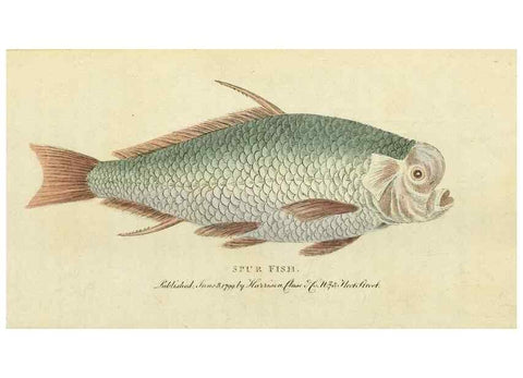 Reproducción/Reproduction 49095347067: The Naturalist's Pocket Magazine or compleat cabinet of the curiosities and beauties of nature.. London.. 