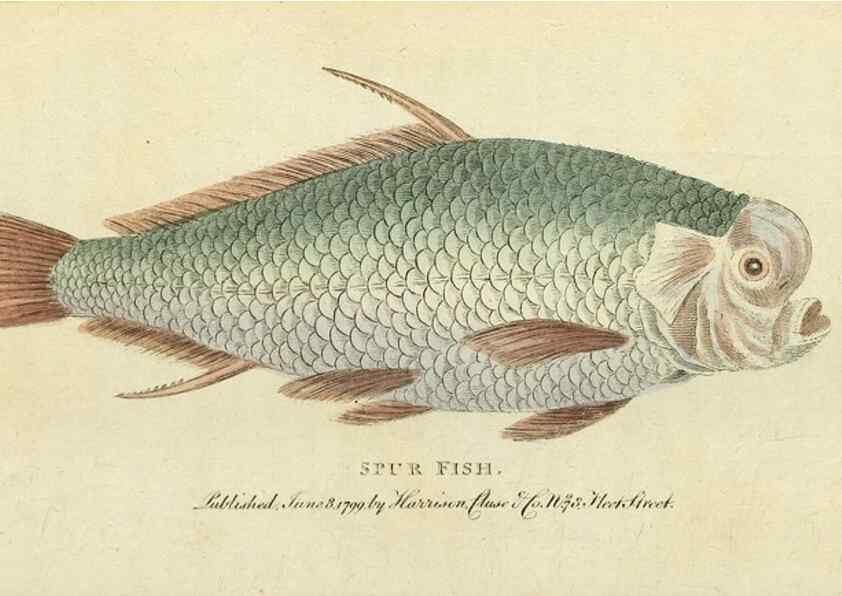 Reproducción/Reproduction 49095347067: The Naturalist's Pocket Magazine or compleat cabinet of the curiosities and beauties of nature.. London.. 