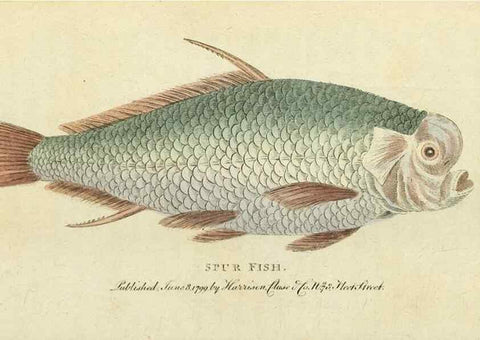 Reproducción/Reproduction 49095347067: The Naturalist's Pocket Magazine or compleat cabinet of the curiosities and beauties of nature.. London.. 