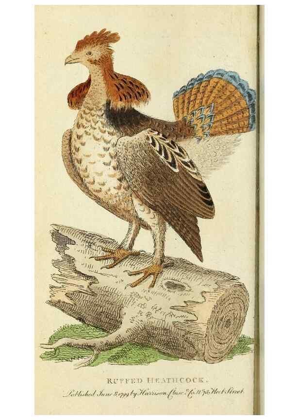 Reproducción/Reproduction 49095346757: The Naturalist's Pocket Magazine or compleat cabinet of the curiosities and beauties of nature.. London.. 