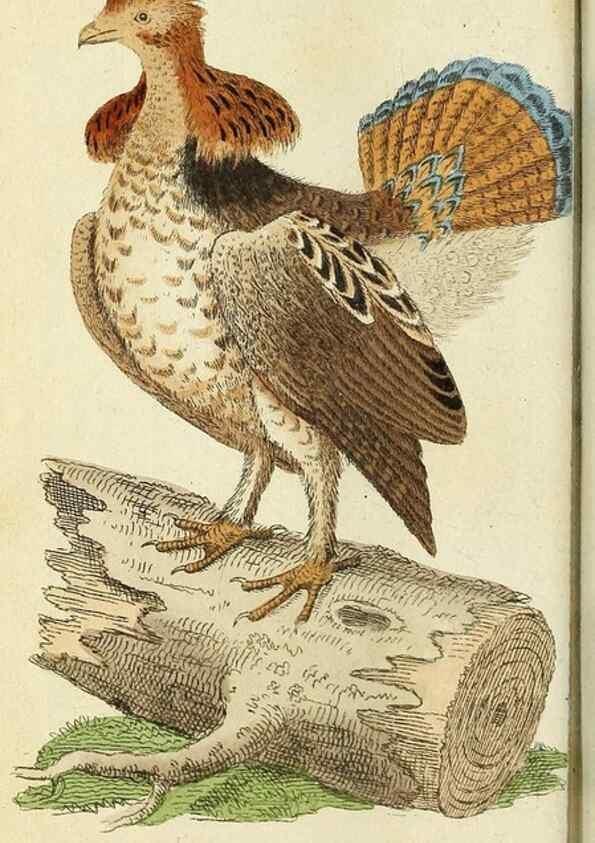 Reproducción/Reproduction 49095346757: The Naturalist's Pocket Magazine or compleat cabinet of the curiosities and beauties of nature.. London.. 