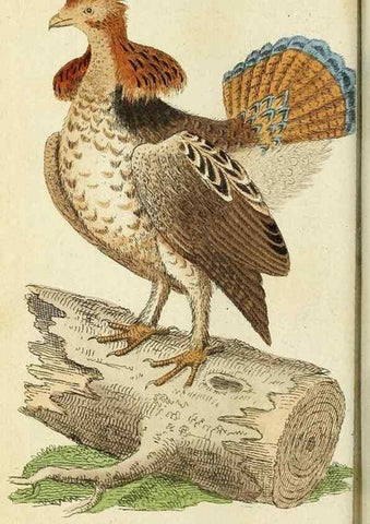 Reproducción/Reproduction 49095346757: The Naturalist's Pocket Magazine or compleat cabinet of the curiosities and beauties of nature.. London.. 