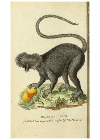 Reproducción/Reproduction 49094638733: The Naturalist's Pocket Magazine or compleat cabinet of the curiosities and beauties of nature.. London.. 