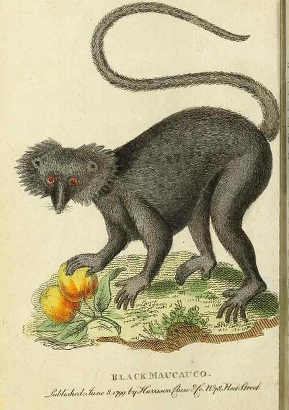 Reproducción/Reproduction 49094638733: The Naturalist's Pocket Magazine or compleat cabinet of the curiosities and beauties of nature.. London.. 
