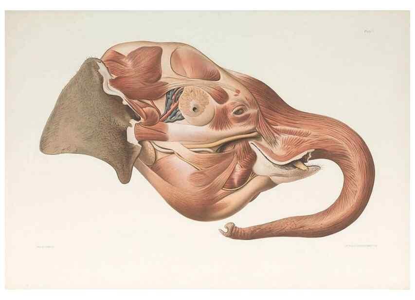 Reproducción/Reproduction 49091447843: The elephant's head :. [Copenhagen :s.n.] ;1908-1925. 
