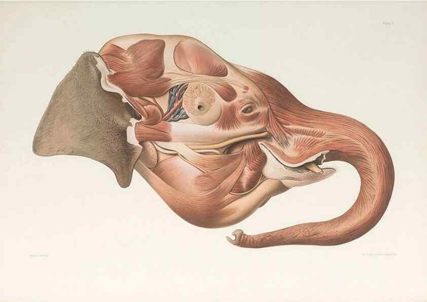 Reproducción/Reproduction 49091447843: The elephant's head :. [Copenhagen :s.n.] ;1908-1925. 