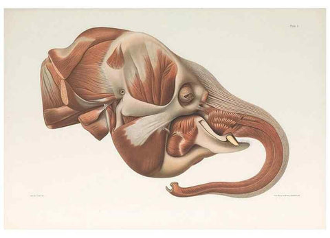 Reproducción/Reproduction 49092163867: The elephant's head :. [Copenhagen :s.n.] ;1908-1925. 
