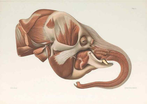 Reproducción/Reproduction 49092163867: The elephant's head :. [Copenhagen :s.n.] ;1908-1925. 