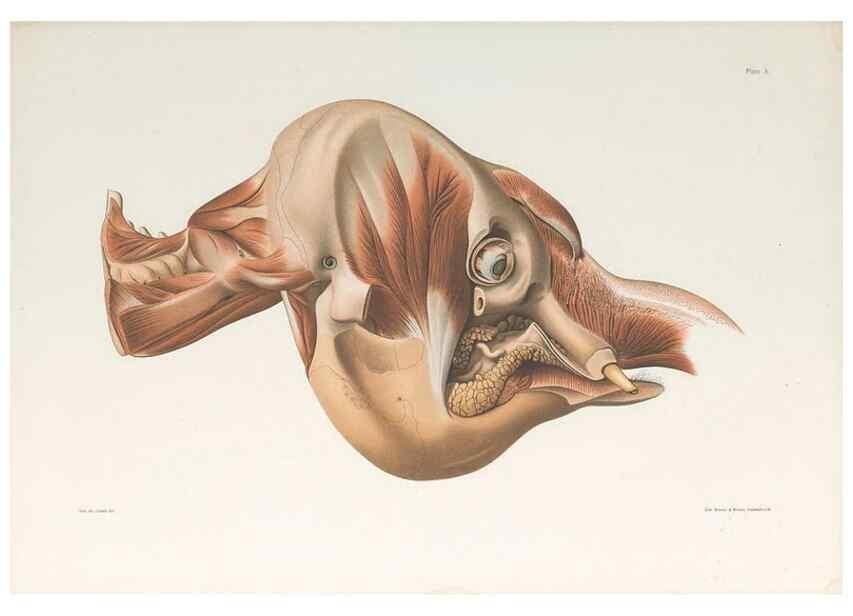 Reproducción/Reproduction 49091448833: The elephant's head :. [Copenhagen :s.n.] ;1908-1925. 