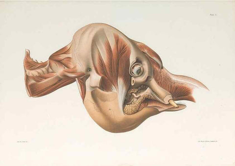 Reproducción/Reproduction 49091448833: The elephant's head :. [Copenhagen :s.n.] ;1908-1925. 