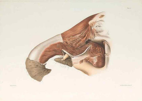 Reproducción/Reproduction 49091965706: The elephant's head :. [Copenhagen :s.n.] ;1908-1925. 