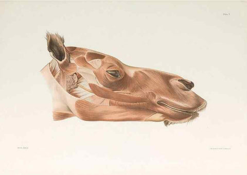 Reproducción/Reproduction 49091966066: The elephant's head :. [Copenhagen :s.n.] ;1908-1925. 