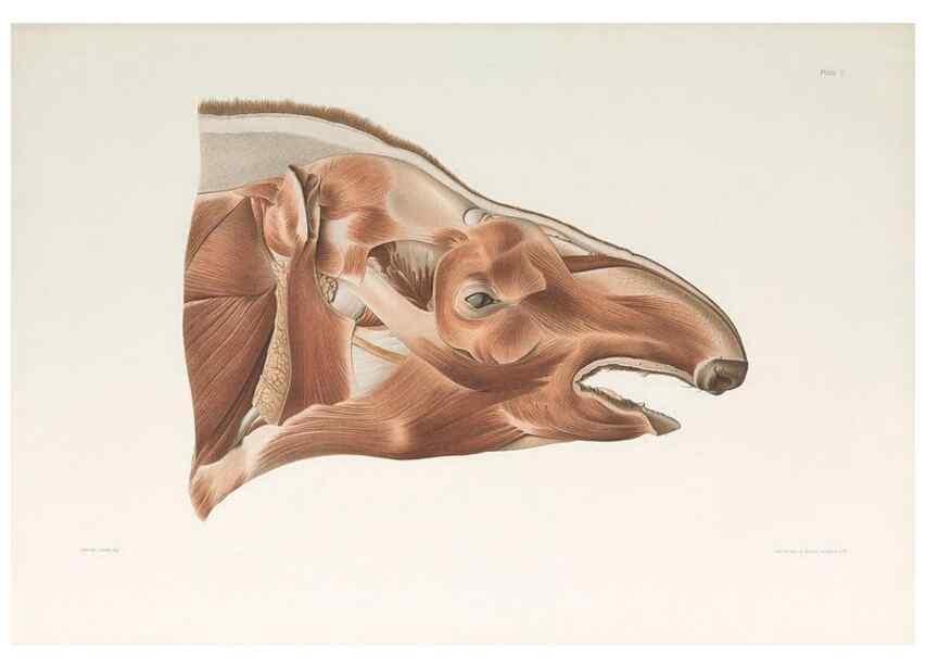 Reproducción/Reproduction 49091966796: The elephant's head :. [Copenhagen :s.n.] ;1908-1925. 