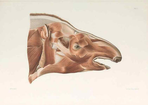 Reproducción/Reproduction 49091966796: The elephant's head :. [Copenhagen :s.n.] ;1908-1925. 