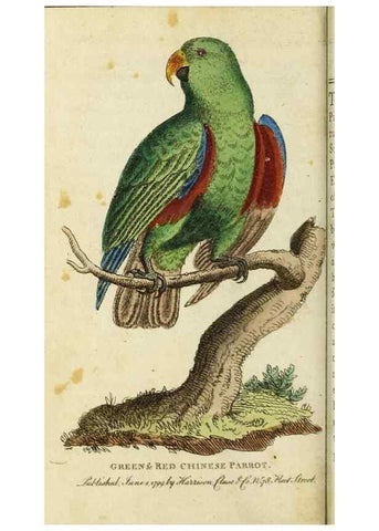 Reproducción/Reproduction 49091580272: The Naturalist's Pocket Magazine or compleat cabinet of the curiosities and beauties of nature.. London.. 